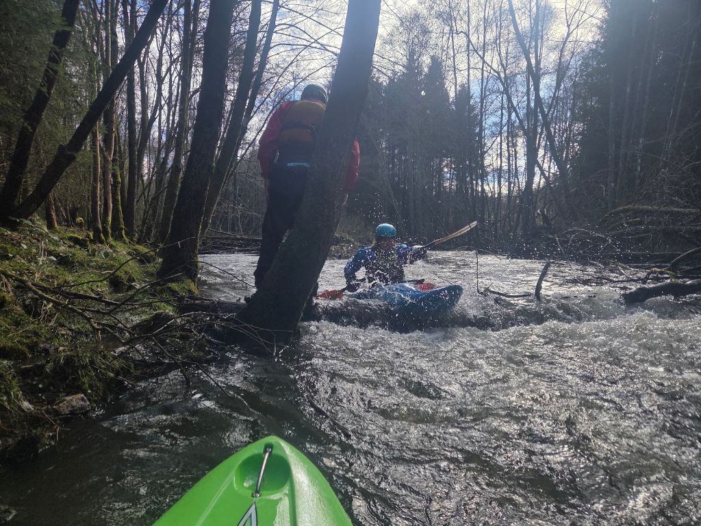 Een van de vele boof-bomen, deze onder Vielsalm