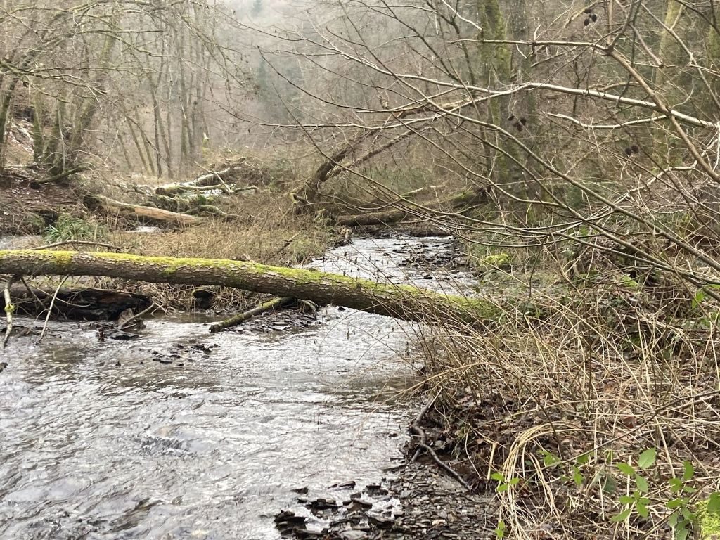 Zo gaat het door tot aan de Baybachklamm